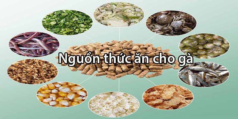 Thức Ăn Cho Gà Đá - Chế Độ Dinh Dưỡng Cho Chiến Kê Cực Sung